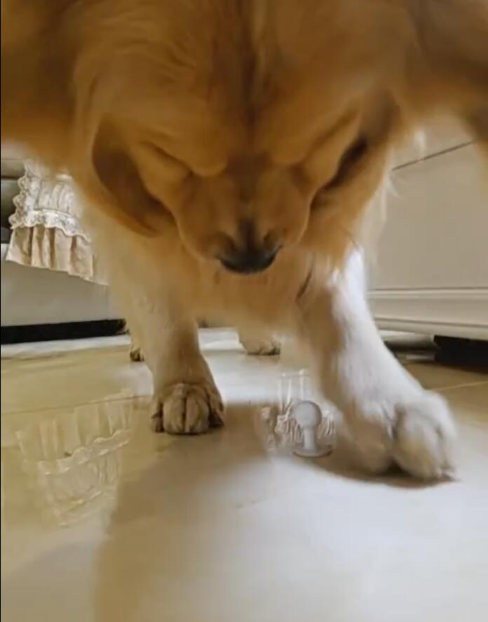 如何把金毛养肥,怎么才能把金毛养得肥一点