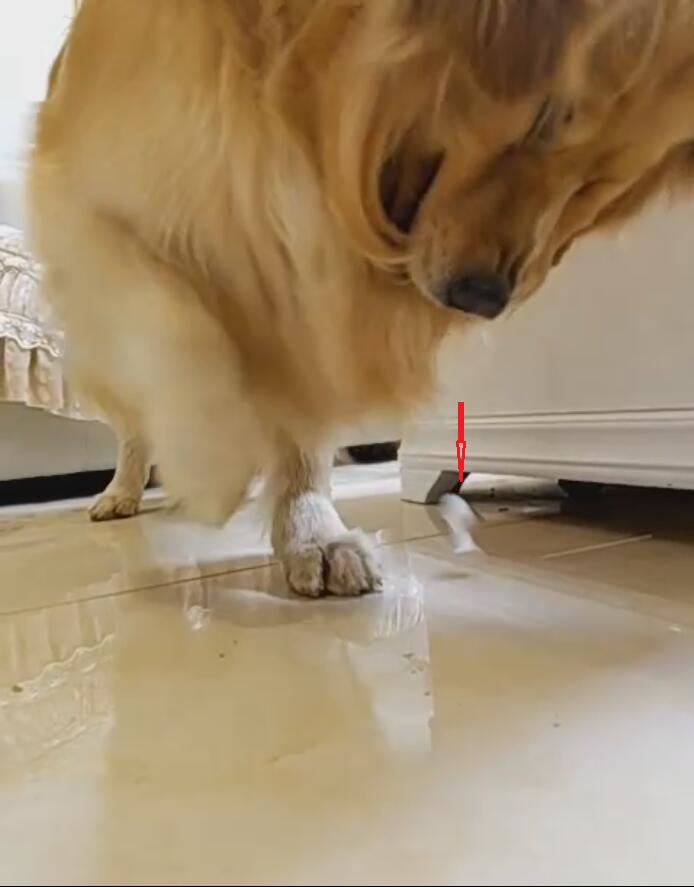 如何把金毛养肥,怎么才能把金毛养得肥一点