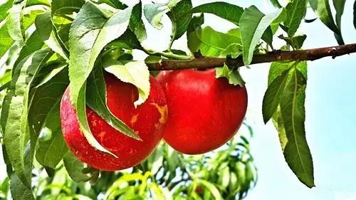 离石林不到20公里的地方,隐藏着昆明人没发现的苗王寨