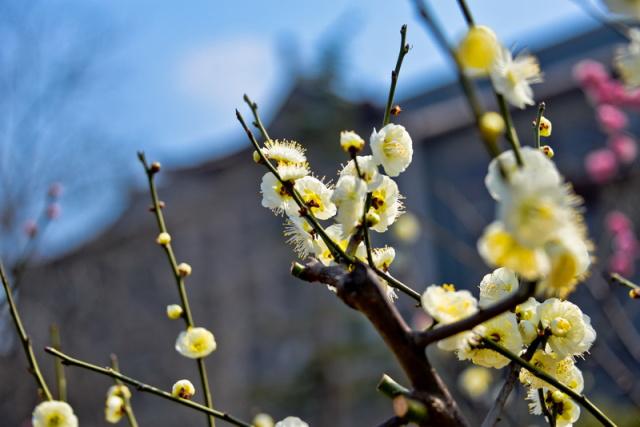 趣谈山大趵突泉校区,春风十里不如你