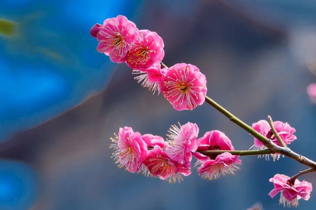 趣谈山大趵突泉校区,春风十里不如你