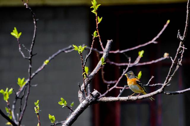 趣谈山大趵突泉校区,春风十里不如你