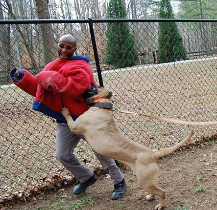 超级凶猛的加纳利犬,第一条加纳利犬