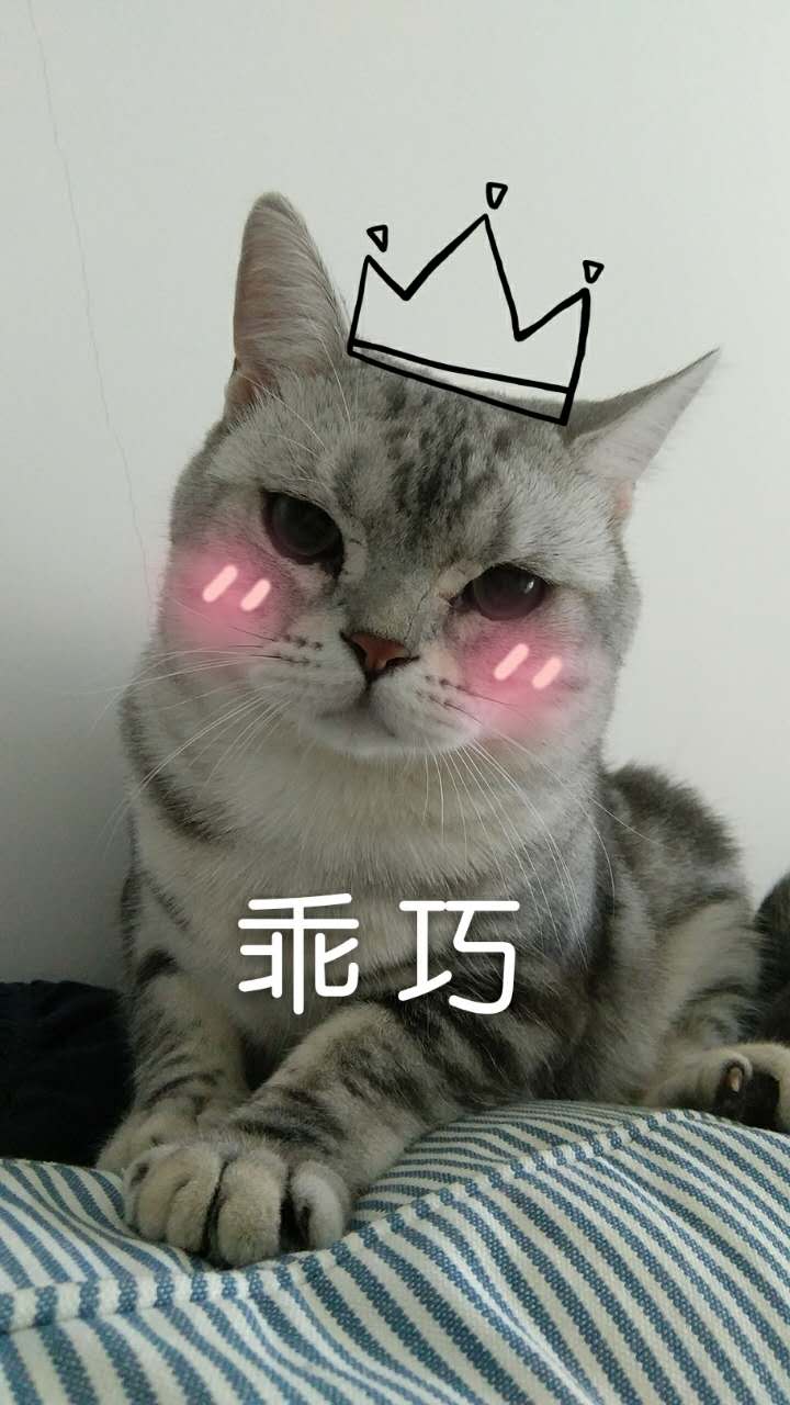 图便宜买的东西后悔,美短刚买回来