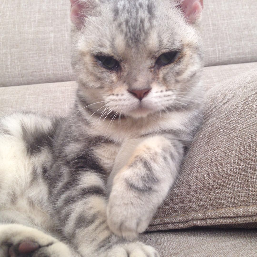 图便宜买的东西后悔,美短刚买回来