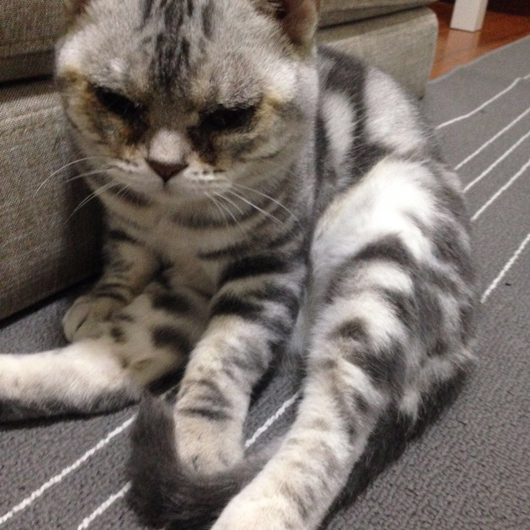 图便宜买的东西后悔,美短刚买回来