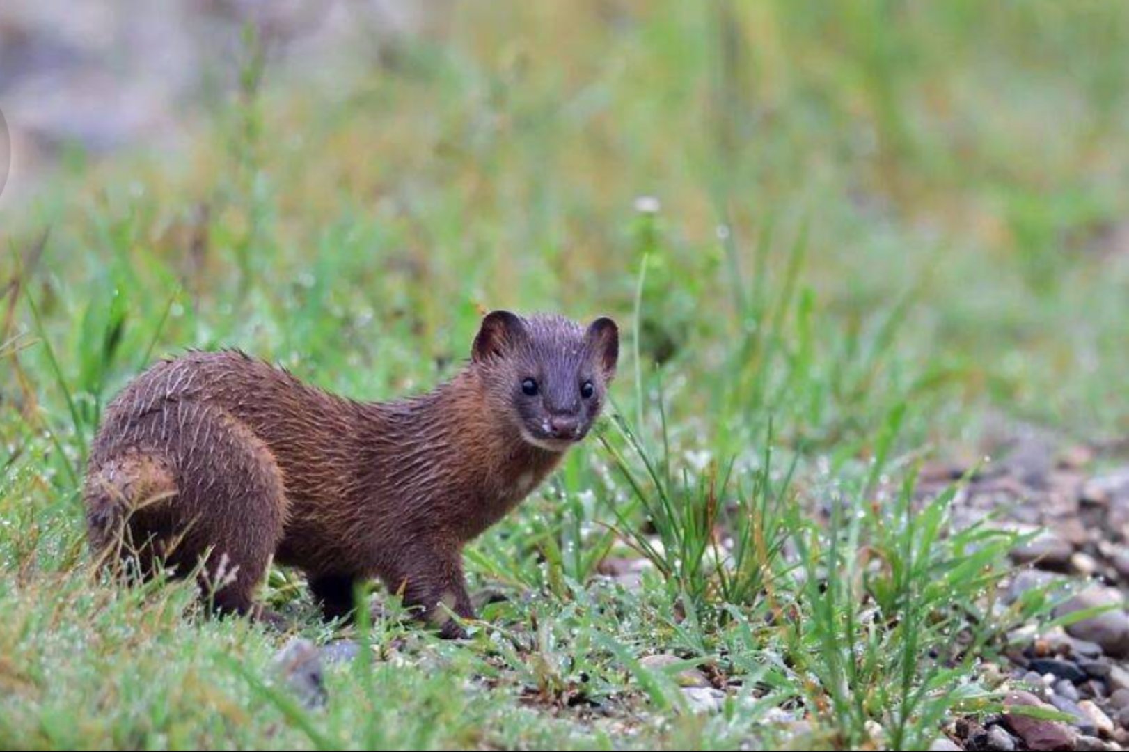 太原一居民国庆节捕家里老鼠确捕到了一直黄鼠狼!该怎么办?