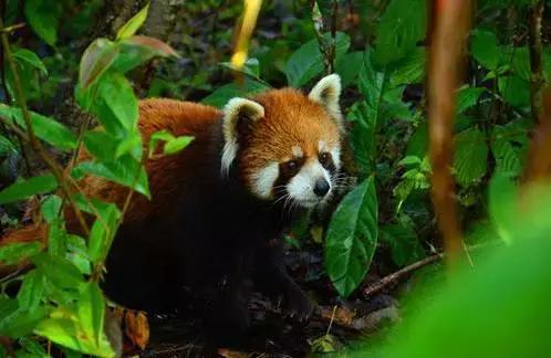 云南最美公路自驾出行攻略,自驾去云南沿途的风景美不胜收
