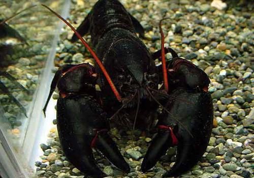 最难养的哪五种宠物,最值得养的几种宠物排名