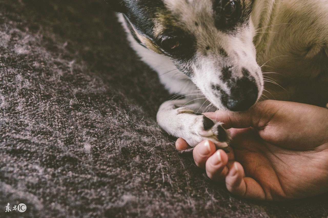 狗狗老了尿失禁怎么办,狗狗老了腿无力怎么办