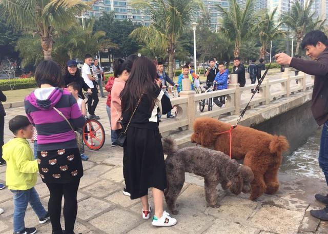 贵宾犬回头率,贵宾犬的回头率