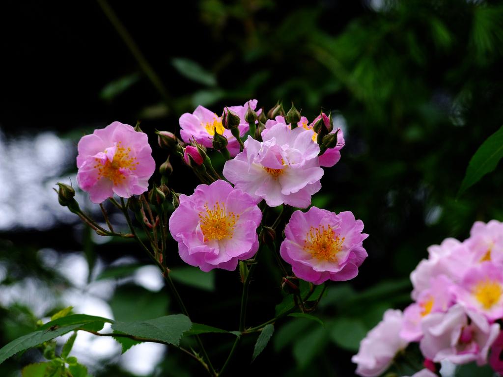 请媒人说媒成功后要给多少钱,农村媒人说媒一般要给多少钱