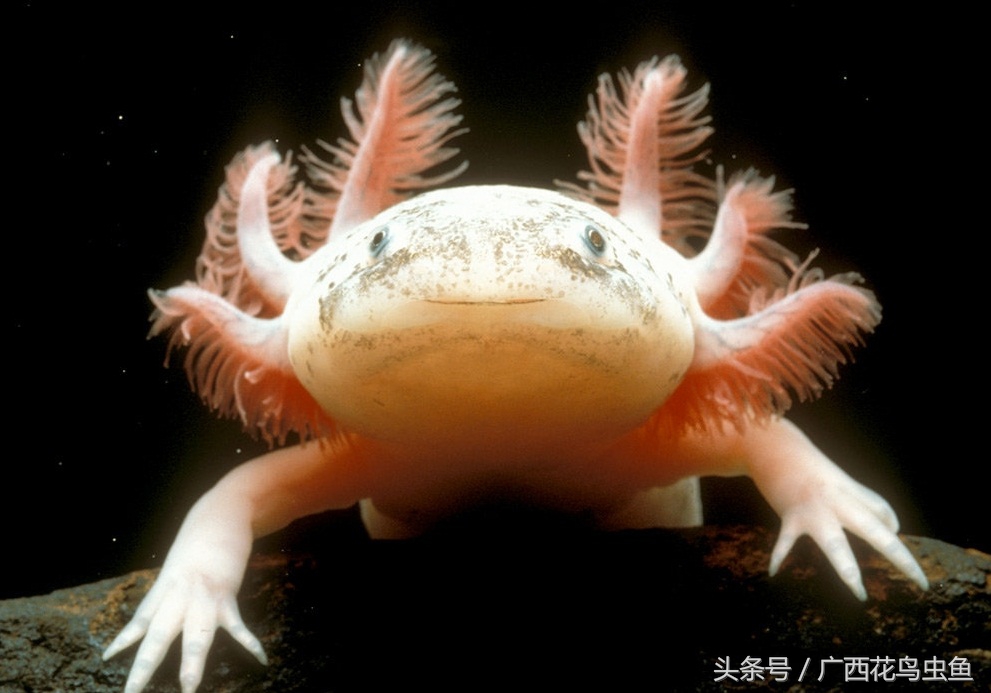 六角恐龙的习性与特点,六角恐龙可爱图