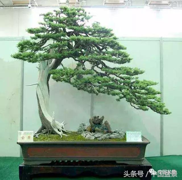 盆景里有蚂蚁怎么消灭最彻底,盆景园如何治蚂蚁