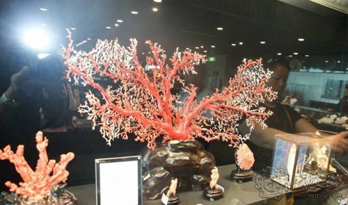 最好的红珊瑚是哪个,世界上最好的红珊瑚图片