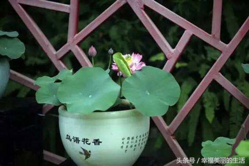 碗莲的种植方法无土种植,碗莲种植方法水植全过程