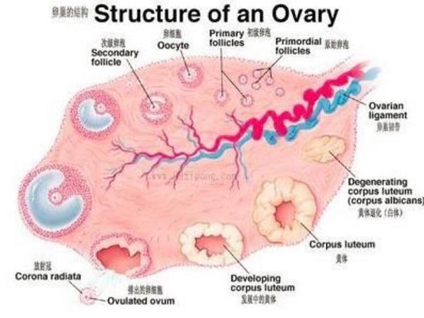“痘妞”、“毛妹”，小心多囊卵巢综合征！（附靠谱的三甲医院名单）