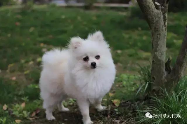 “西游记”国庆中秋特辑，扛着国货单反镜头在欧洲“扫街”测评