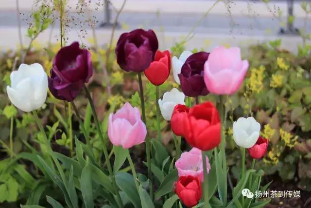 “西游记”国庆中秋特辑，扛着国货单反镜头在欧洲“扫街”测评