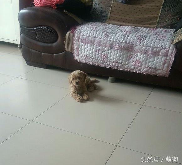 泰迪和金毛的混血小狗,金毛与泰迪混血的小狗