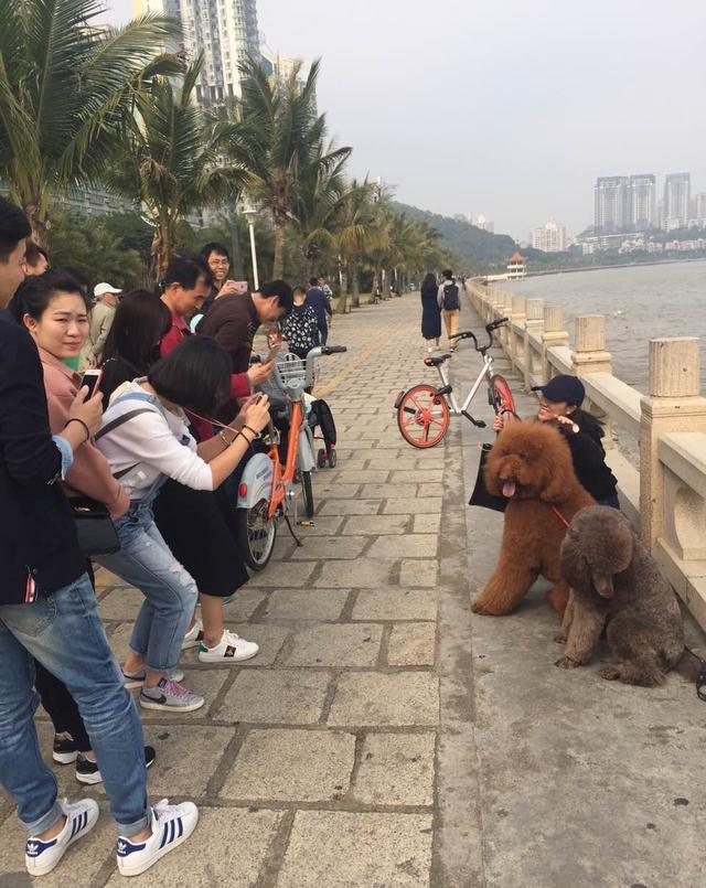 贵宾犬回头率,贵宾犬的回头率