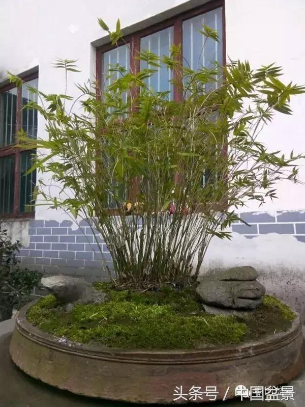 盆景里有蚂蚁怎么消灭最彻底,盆景园如何治蚂蚁