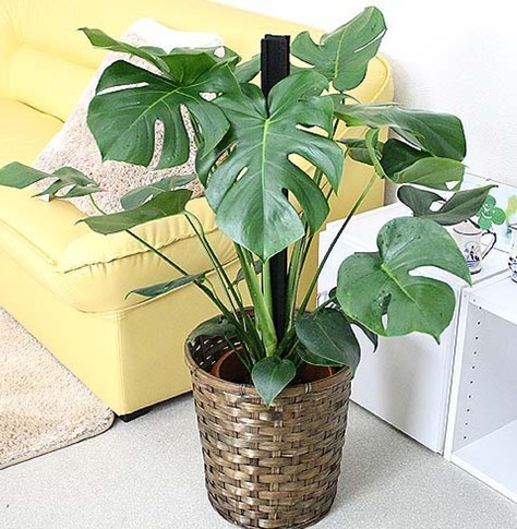 经常吸烟适合养什么花,盘点9种家庭养花常见的有毒花卉