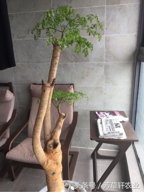 幸福树吊瓶营养液,如何给幸福树打吊瓶