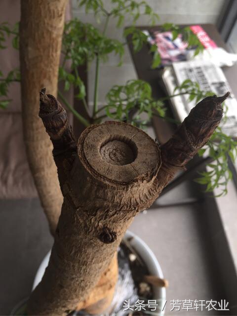 幸福树吊瓶营养液,如何给幸福树打吊瓶