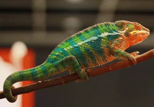 最难养的哪五种宠物,最值得养的几种宠物排名