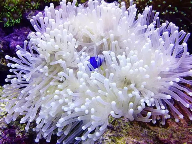 最难养的哪五种宠物,最值得养的几种宠物排名