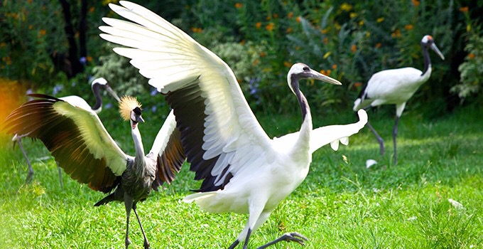 最新游玩长隆野生动物园,长隆野生动物园广州长隆攻略