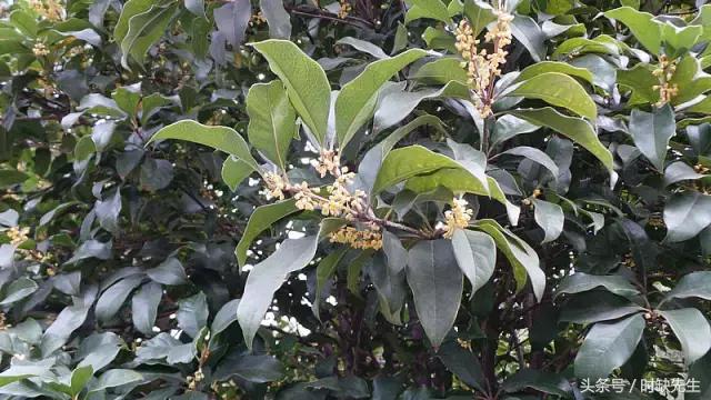 唉,南阳人表示这个国庆真的很蛋疼