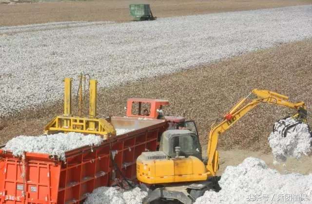 新疆棉花的种植技术优势,疆新棉业