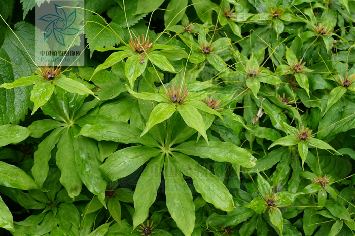 刘渡舟肝炎舒胶囊,刘渡舟治疗肝病的方子及案例