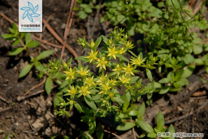 刘渡舟肝炎舒胶囊,刘渡舟治疗肝病的方子及案例