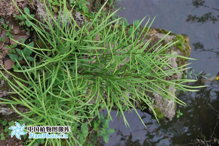 刘渡舟肝炎舒胶囊,刘渡舟治疗肝病的方子及案例