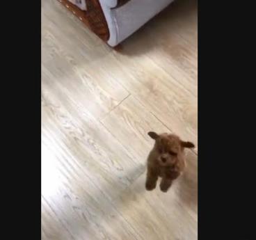 刚买回来的小泰迪一看见我就叫唤,小泰迪刚到家该怎么照顾