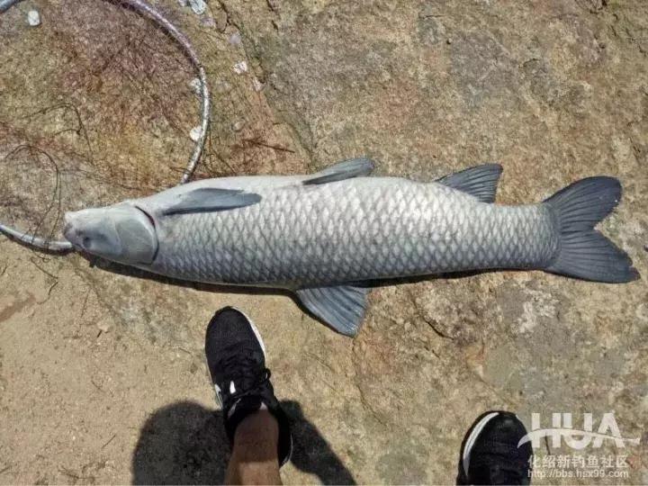 飞鲨*力暴**搞起最大32斤大青