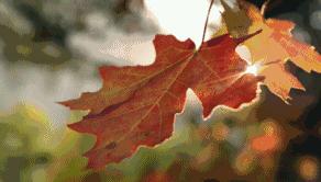 最好的我们免费看,最好的我们看剧