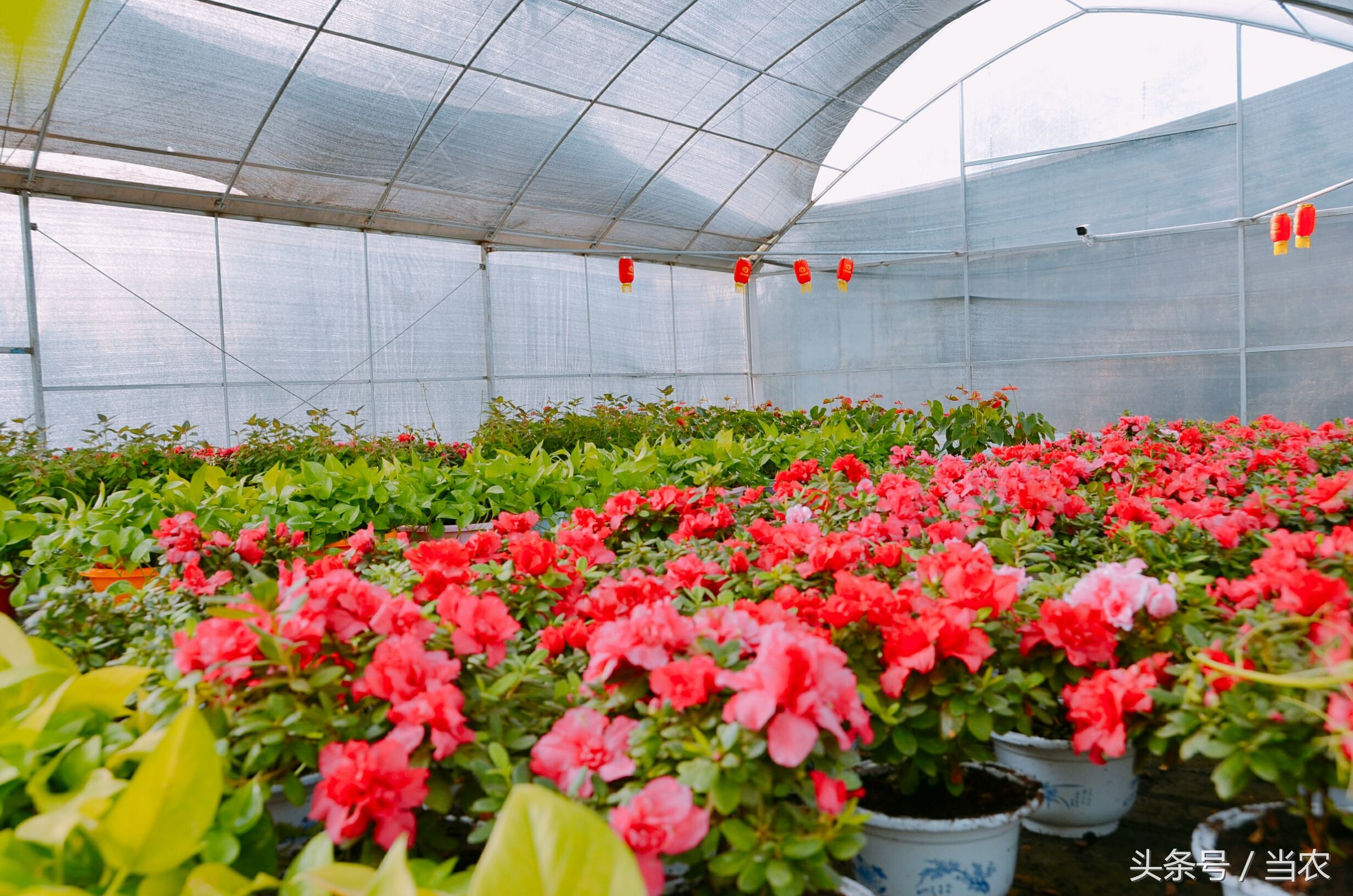 雨中浪漫的邂逅,花海中的浪漫邂逅