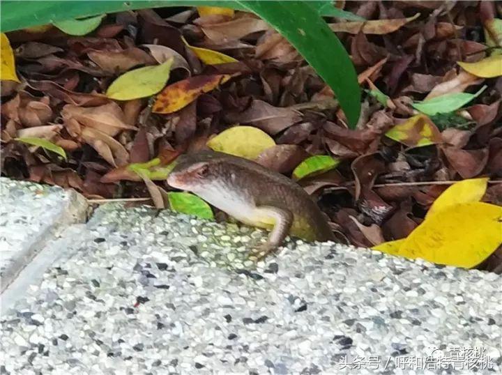 刷我滴卡泰国话,刷我滴卡泰国原版