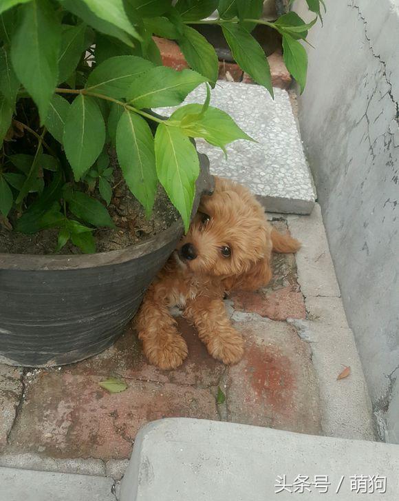 泰迪和金毛的混血小狗,金毛与泰迪混血的小狗