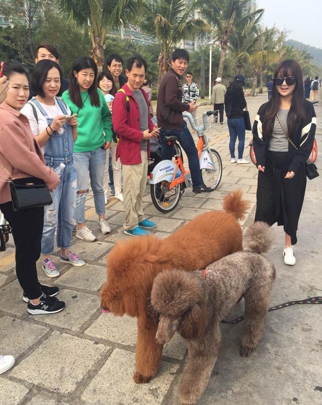 贵宾犬回头率,贵宾犬的回头率