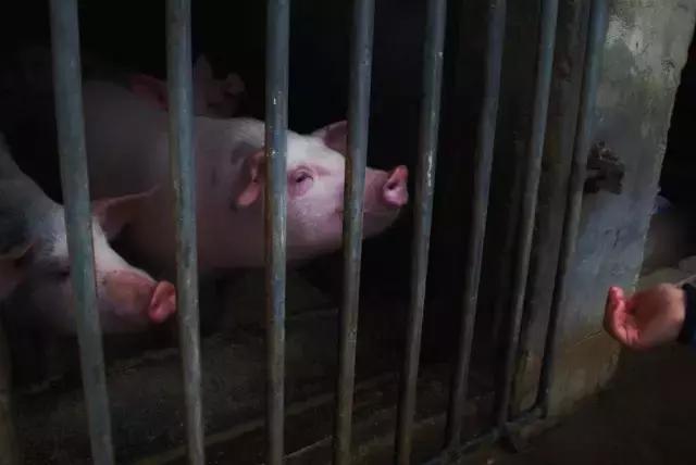 摄友摄影师作品,摄友照片点评