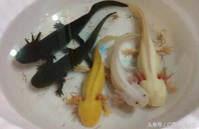 六角恐龙的习性与特点,六角恐龙可爱图