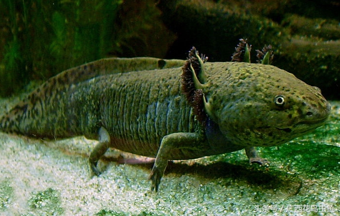 六角恐龙的习性与特点,六角恐龙可爱图