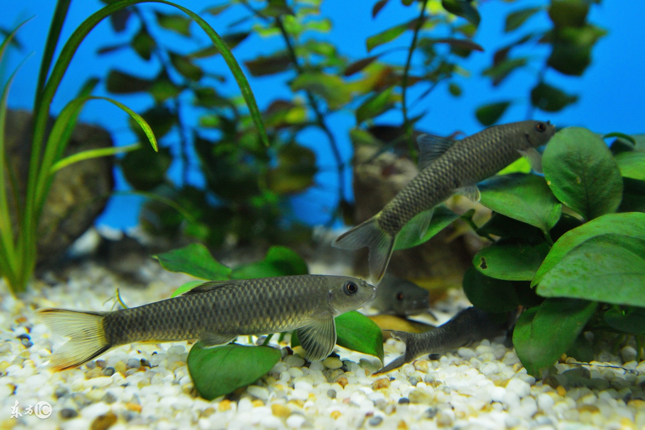 北京海洋馆,北京海洋馆表演时间表