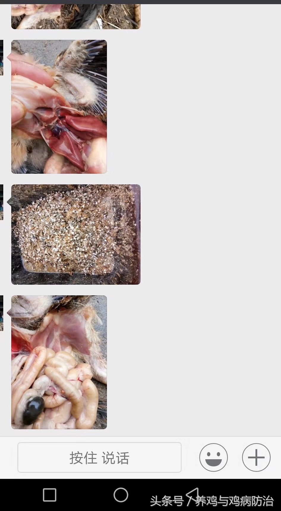 鸡腺肌胃炎与球虫病吃什么药,雏鸡得了腺肌胃炎和球虫该怎么治