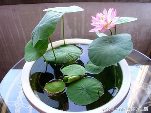 碗莲的种植方法无土种植,碗莲种植方法水植全过程